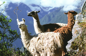 Alpaccas in den Anden
